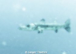 Baracuda photographed at 100ft depth on the Speigel Grove... by Ginger Thomas 